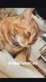 Best Funny Animal Videos Of The 2022  - Funniest Cats And Dogs Videos , We've selected the best of the funniest and cutest Cats & Dogs videos that will make you laugh all day long   You are always welcome! With love 