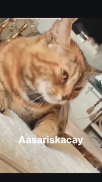 Best Funny Animal Videos Of The 2022 - Funniest Cats And Dogs Videos , We've selected the best of the funniest and cutest Cats & Dogs videos that will make you laugh all day long You are always welcome! With love Tags: The Animals,F