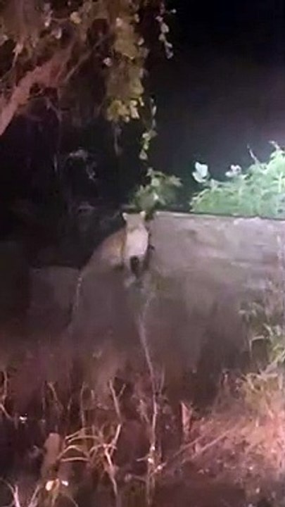 Video...शहर के समीप रामा गांव में आबादी क्षेत्र में दिखा पैंथर ग्रामीणों में दहशत