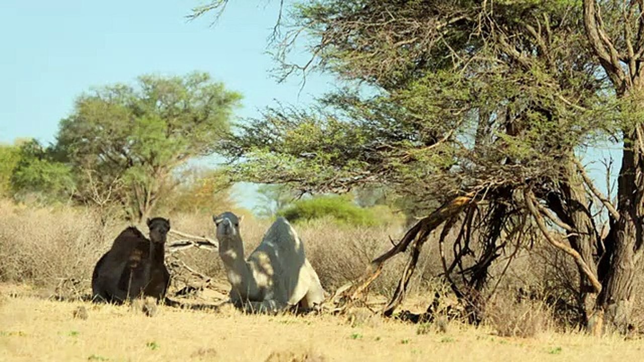 Meerkat Manor - Rise of the Dynasty - Se1 - Ep04 HD Watch HD Deutsch