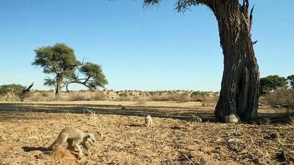 Meerkat Manor - Rise of the Dynasty - Se1 - Ep08 HD Watch HD Deutsch