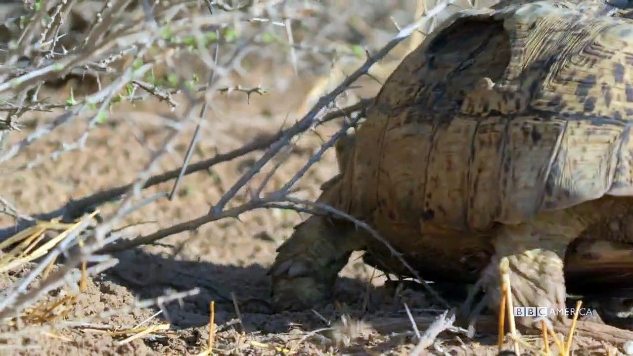 Meerkat Manor - Rise of the Dynasty - Se1 - Ep07 HD Watch HD Deutsch