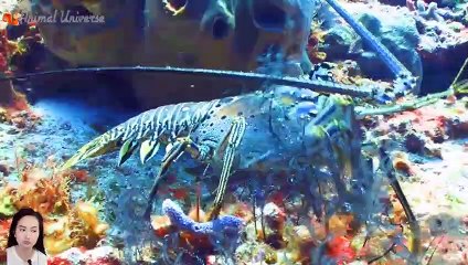 Learn about familiar animals: chicken, buffalo, goat, rhinoceros, seahorse, seagull