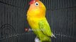 Kicau burung lovebird