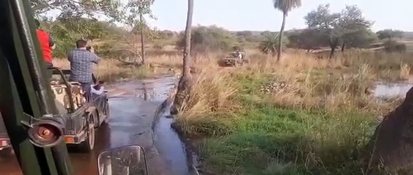 दीपावली पर पर्यटकों को भायी बाघिन की अठखेलियां