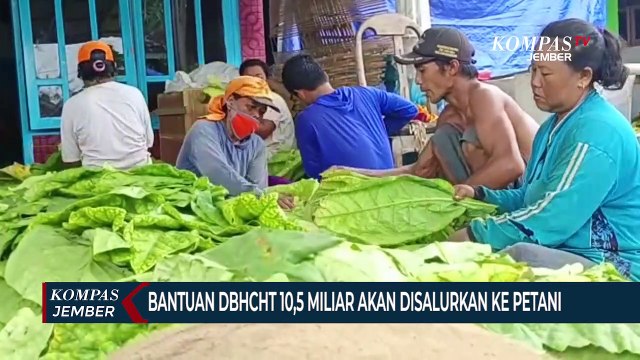 Pemkab Lumajang Akan Salurkan DBHCHT 10,5 Miliar Ke Petani Tembakau