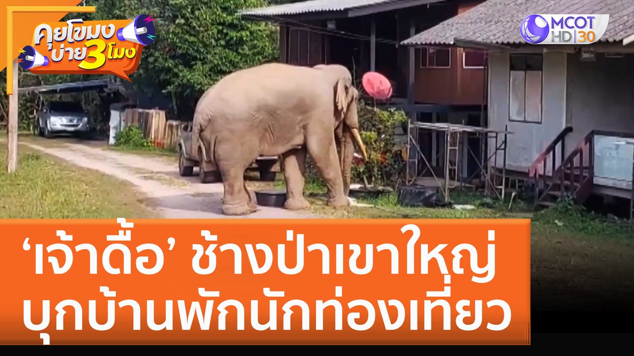 'เจ้าดื้อ' ช้างป่าเขาใหญ่ บุกบ้านพักนักท่องเที่ยว (26 ต.ค. 65) คุยโขมงบ่าย 3 โมง