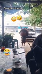 Vidio lucu viral sekali