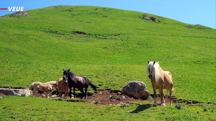 Ivermectin Doesn't Really Help Covid Recovery, Study Shows