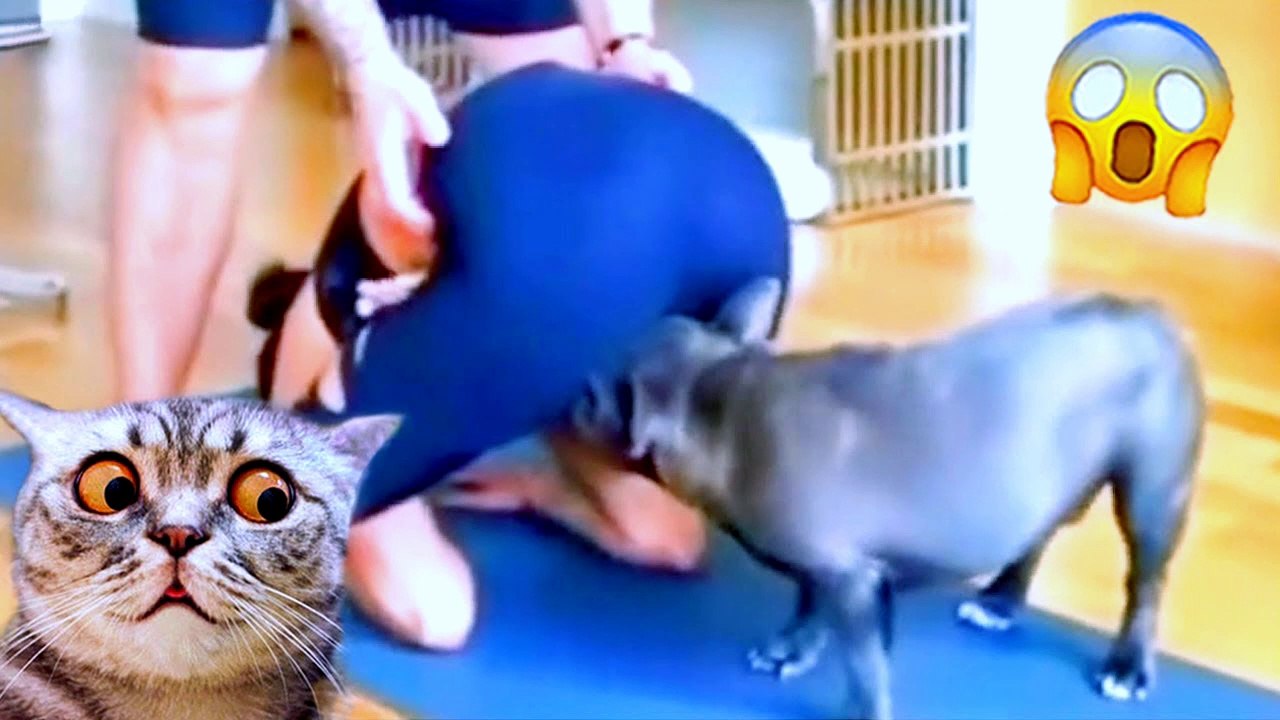 funny animal videos