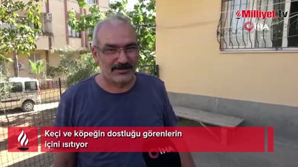 Köpek ile keçinin dostluğu görenleri şaşırtıyor