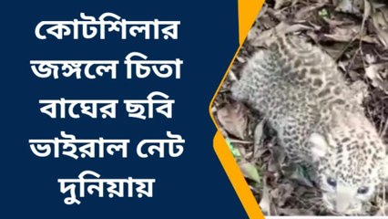জয়পুর: কোটশিলার জঙ্গলে চিতা বাঘের ছবি ভাইরাল নেট দুনিয়ায়