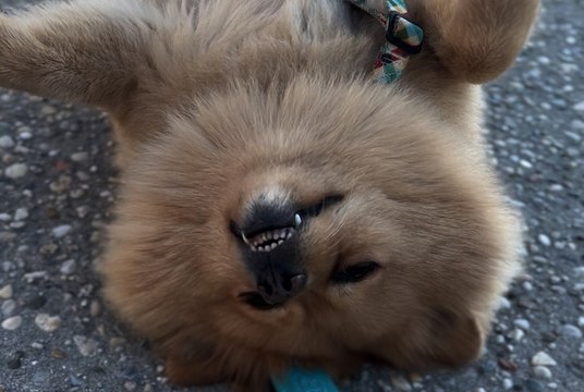 Ce chien fait tout le temps le mort quand il doit rentrer à la maison