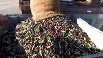 Balıkesir yerel haberleri | Balıkesir'de üreticiler zeytinyağı fiyatının açıklanmasını bekliyor