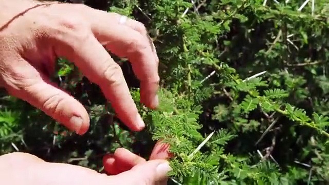 Nomads of the serengeti - se1 - ep02 hd watch hd deutsch