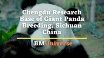 Chengdu Research Base of Giant Panda Breeding, Sichuan China