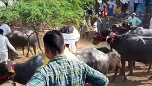 पशुओं को परखा जाता है जंगल में बछड़े की रक्षा कर सकती है या नहीं