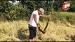 How Python Hides In Paddy Field - Giant Python Rescued In Malkangiri