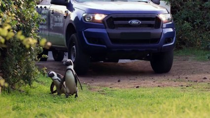 Penguin Town - Se1 - Ep06 HD Watch HD Deutsch