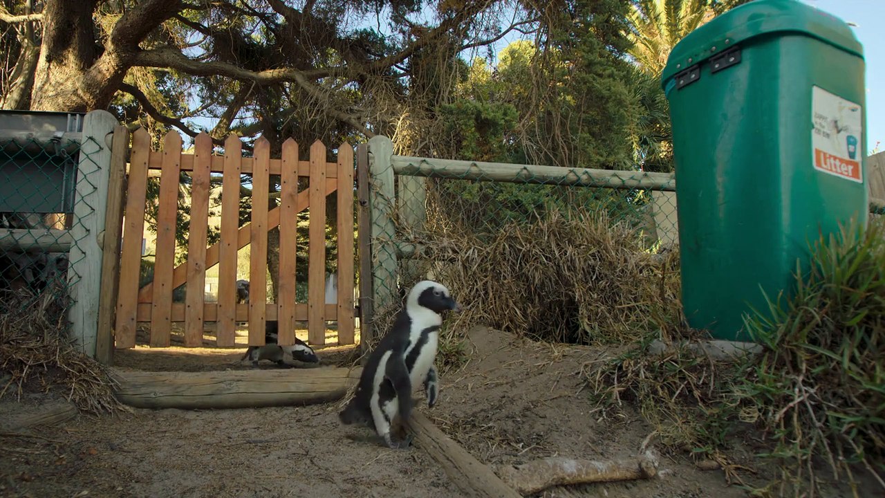 Penguin Town - Se1 - Ep03 HD Watch HD Deutsch