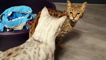 Les chats s'accouplent fort