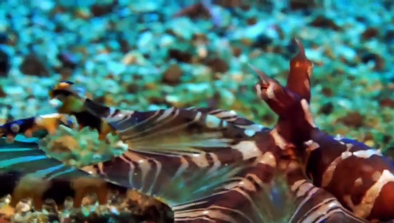 Strange Creatures - Se2 - Ep04 - Anatomy Gone Wild HD Watch HD Deutsch