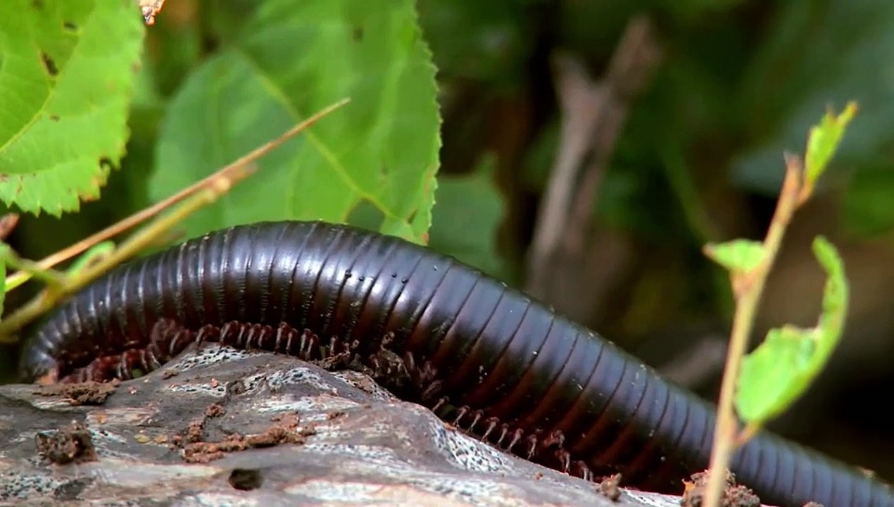 Strange Creatures - Se2 - Ep05 - Giant Creepy Crawlers HD Watch HD Deutsch