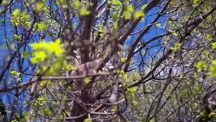 Inside Taronga zoo - Se1 - Ep04 HD Watch HD Deutsch