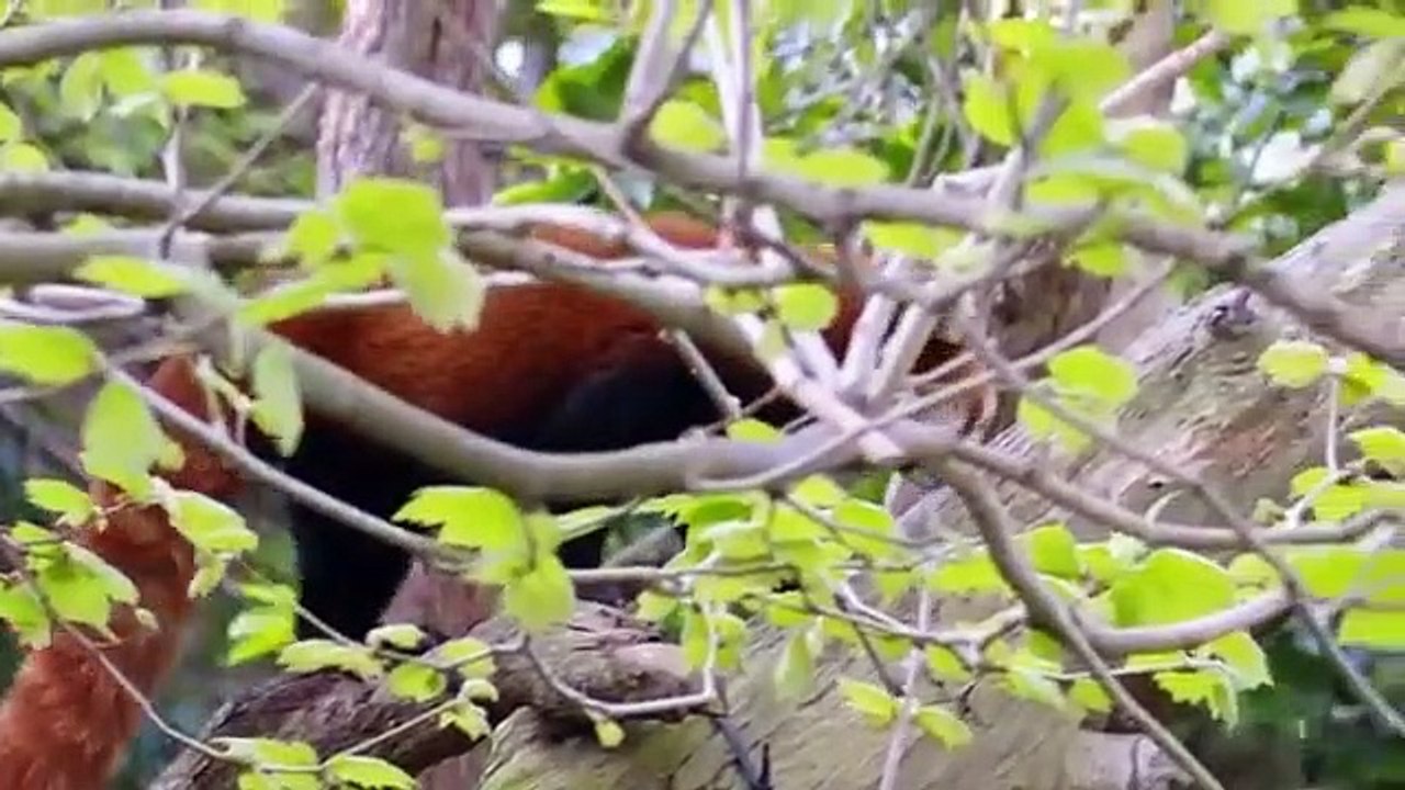 Inside Taronga zoo - Se1 - Ep07 HD Watch HD Deutsch