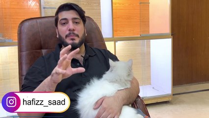 Comment élever un chat persan facillment