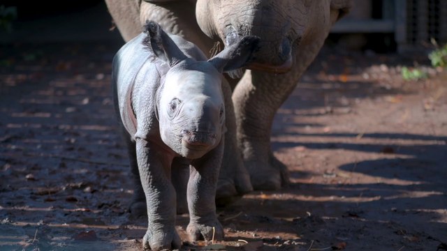 Incredible birth of endangered baby rhino is captured on zoo's CCTV cameras