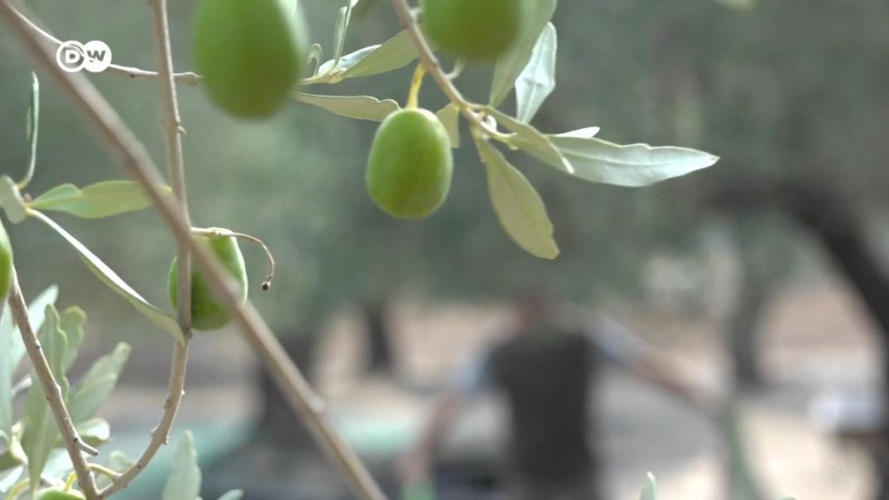 Lesbos: Olivenbauern gegen den Klimawandel