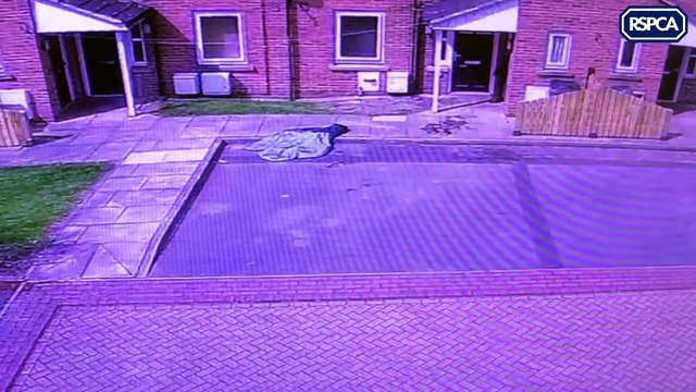Thug caught on camera punching and kicking his dog