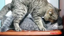 Accoupler et donner naissance à un chat