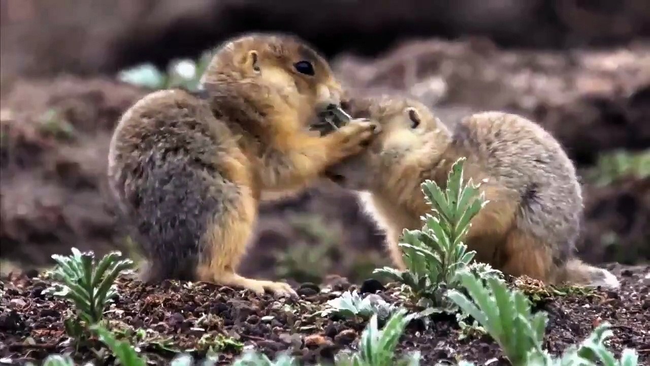Prairie Dog Manor - Se1 - Ep01 - Once Upon a Ti...