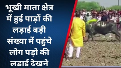 परंपरागत पाड़ो की लड़ाई : ऐसा महा मुकाबला देखने के लिए विदेशों से आते हैं लोग, देखिए एंटीक कल्चर