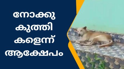 തെരുവുനായ ശല്യം രൂക്ഷമായിട്ടും നടപടിയില്ലെന്ന് ആരോപണം