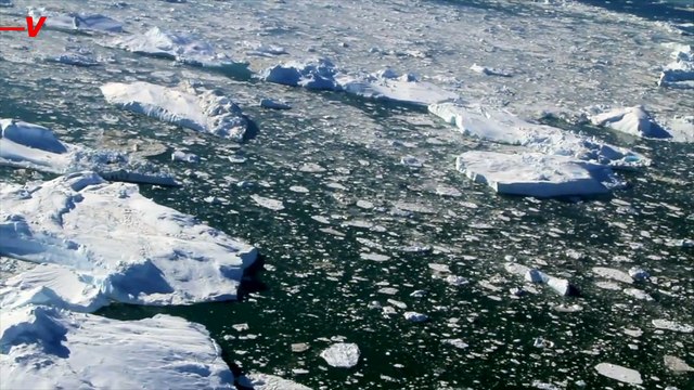 Emperor Penguins Now Considered ‘Threatened Species’ Under the U.S. Endangered Species Act