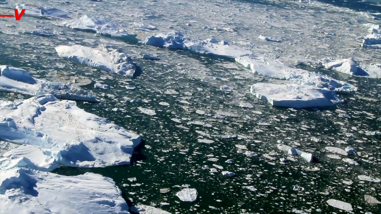 Emperor Penguins Now Considered ‘Threatened Species’ Under the U.S. Endangered Species Act