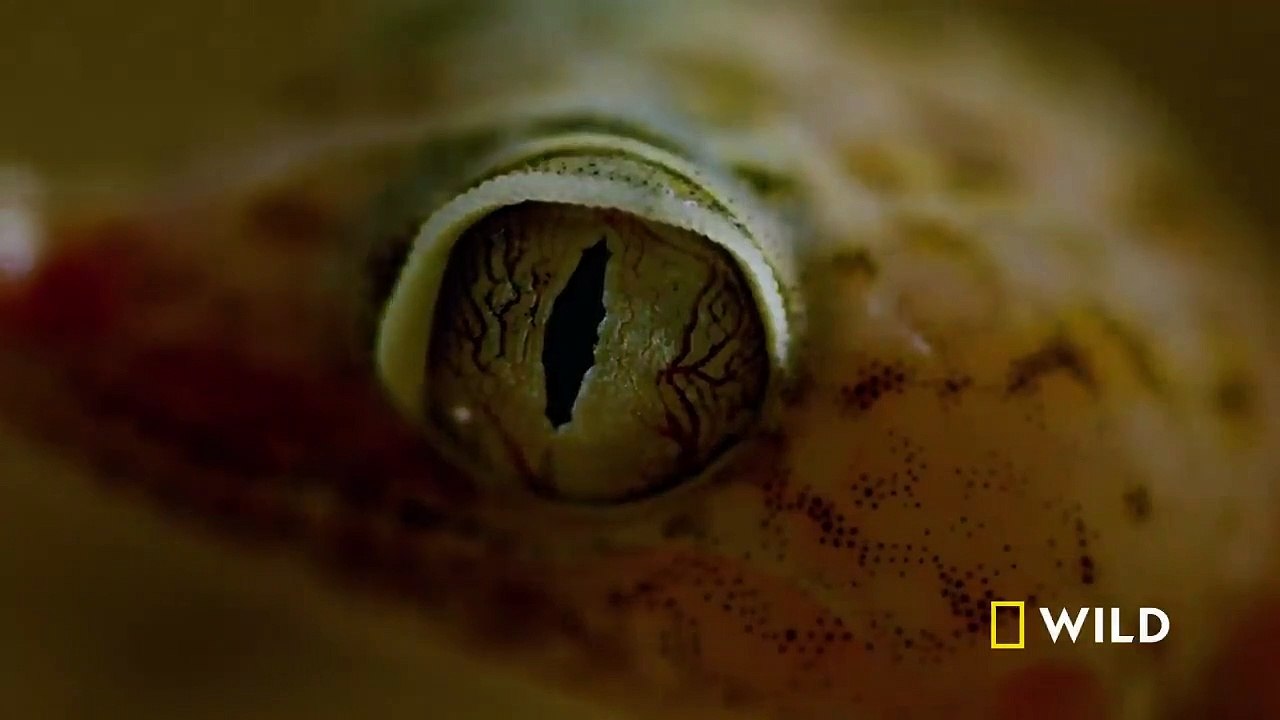 Documentary - The Hills Have Eyes (Full Episode) _ Dead By Dawn