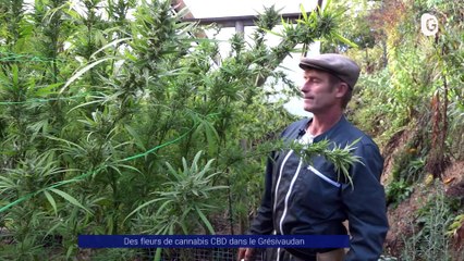 Reportage - Une plantation légale de cannabis dans le Grésivaudan