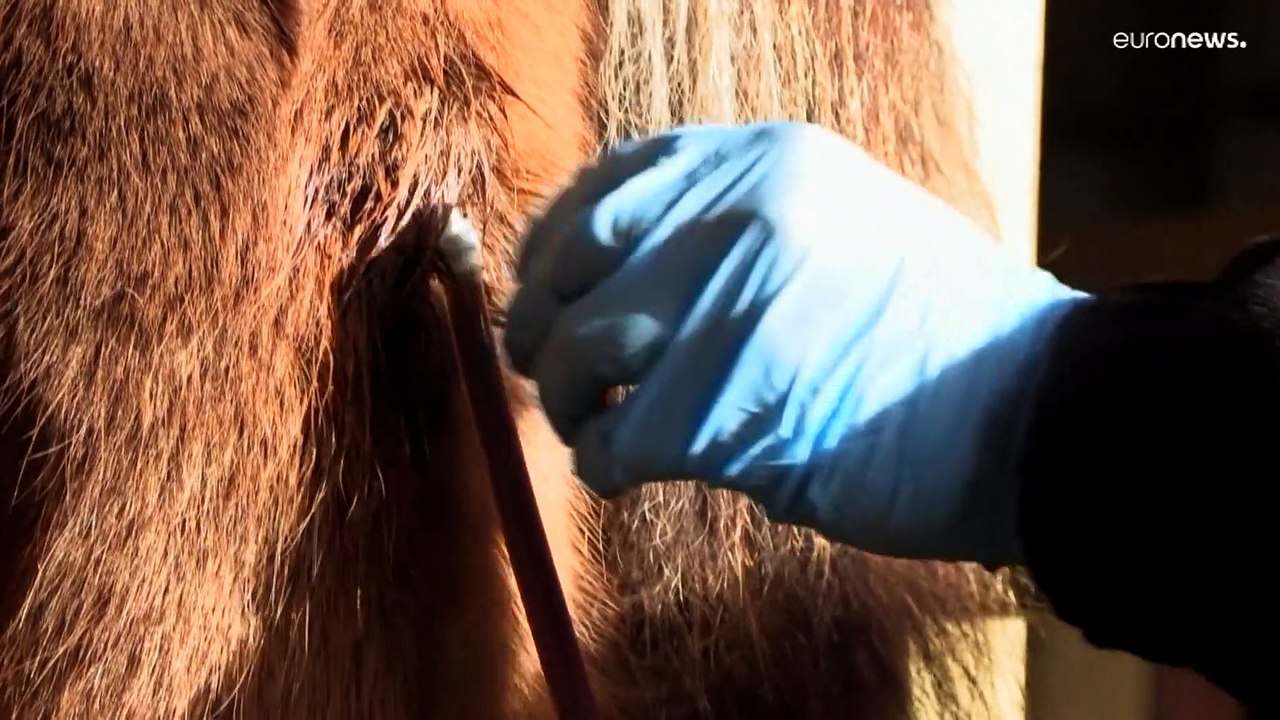 En Islande, le sang des juments enceintes, une manne lucrative et controversée