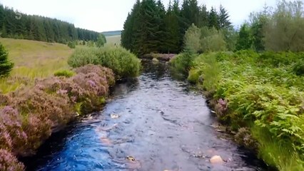 Secret Life of the Forest - Se1 - Ep01 HD Watch HD Deutsch