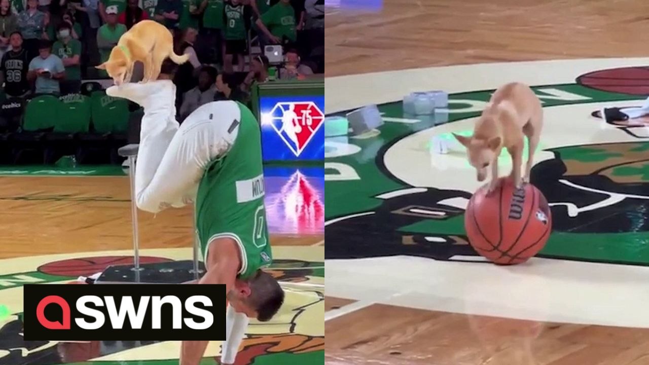 Balancing dog and his acrobat owner travel the US as NBA halftime entertainers