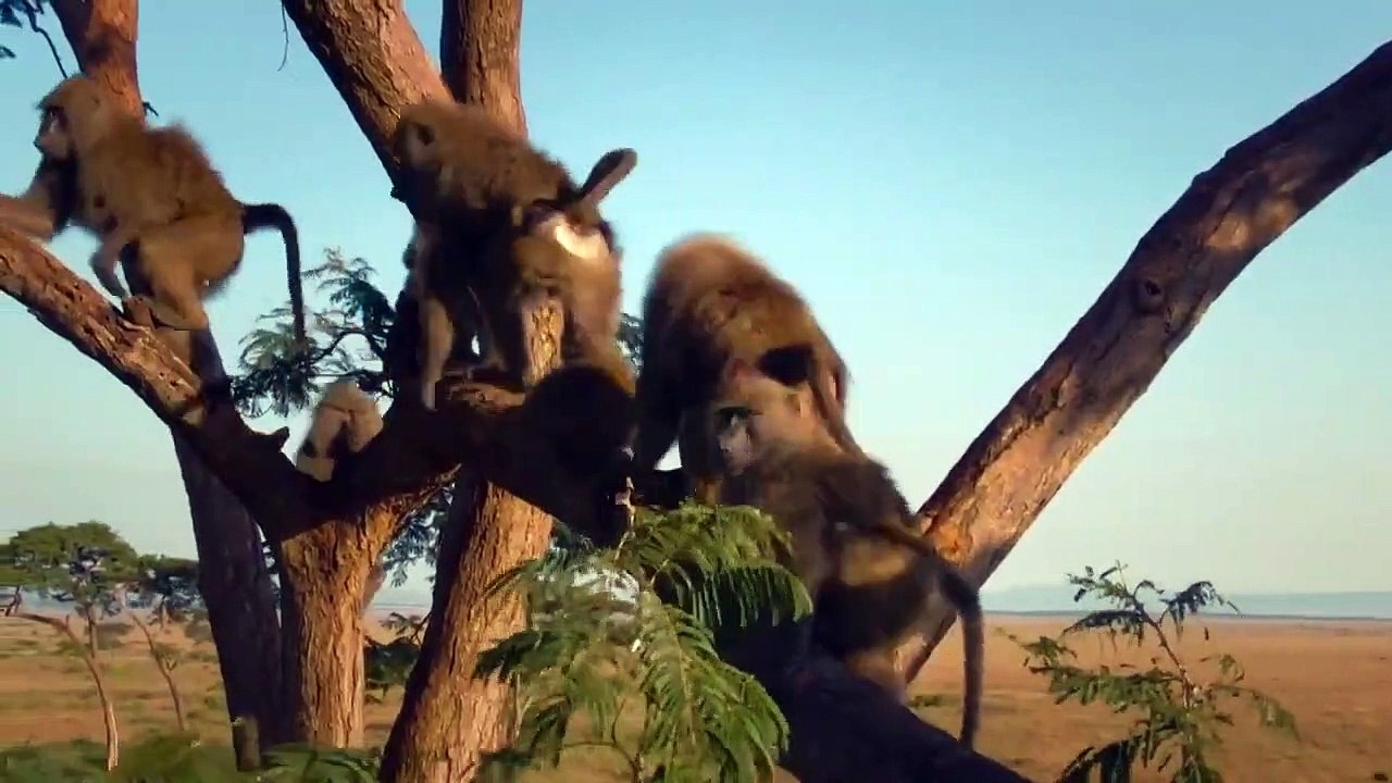 Serengeti - Se2 - Ep03 - Renewal HD Watch HD Deutsch