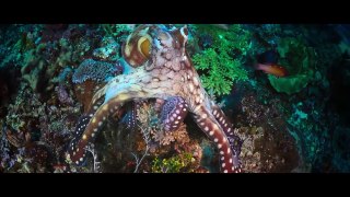 Animal - Se1 - Ep04 - Octopus HD Watch HD Deutsch