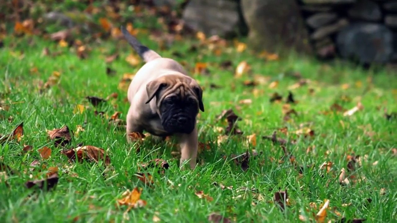 Too Cute! (All Season) - Ep08 HD Watch HD Deutsch