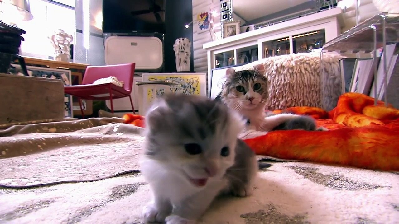 Too Cute! (All Season) - Ep06 HD Watch HD Deutsch
