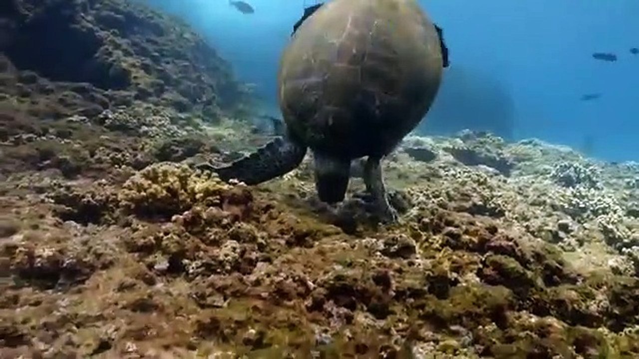 Arabian Seas - Se1 - Ep05 - A Turtle's Legacy HD Watch HD Deutsch