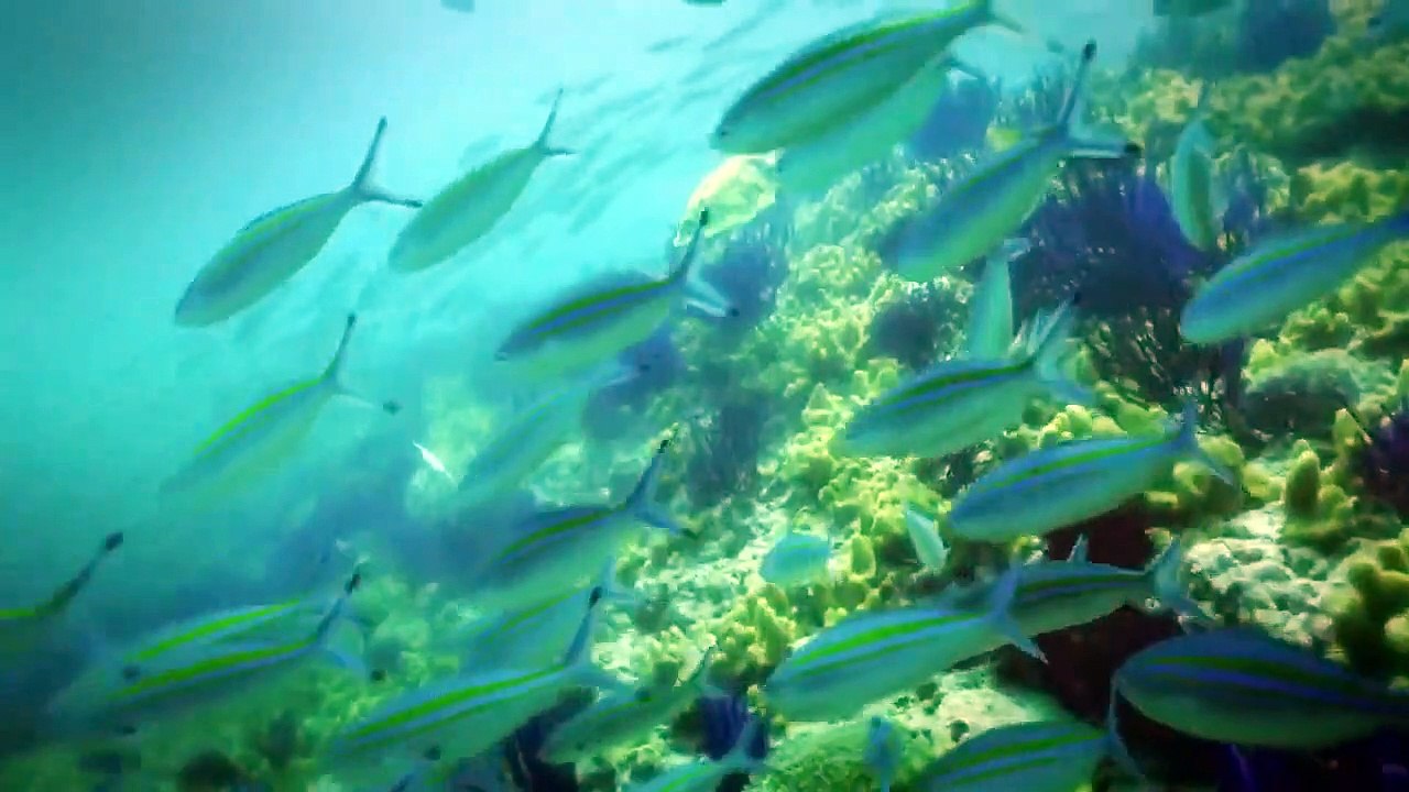 Arabian Seas - Se1 - Ep01 - Carnivores of the Coral Garden HD Watch HD Deutsch